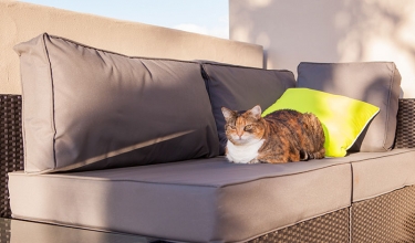 The cat loves the new balcony | New home builders